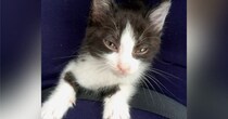 保護された『ハチワレ子猫』が愛情たっぷりに育てられた結果→６年後…劇的なビフォーアフターに「目がとっても可愛い」「幸せなお顔してる」