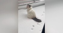 雪の中でたたずむ『北欧猫』→飼い主さんの視線に気づいた『次の瞬間』…尊すぎる光景が143万再生「足跡を保存したいｗ」「可愛すぎー」