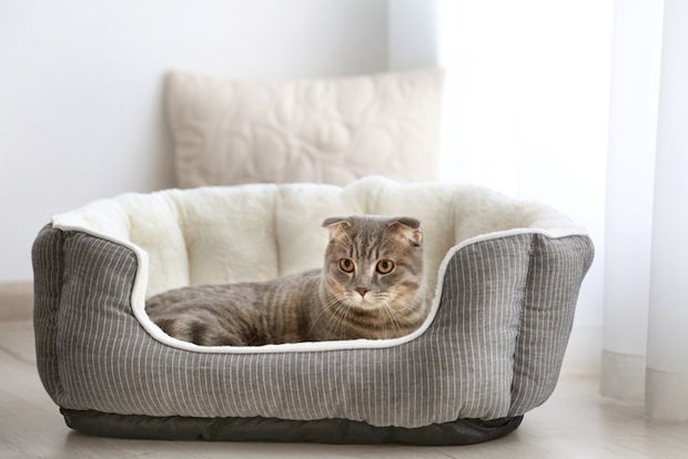 猫ベッドで寝る猫