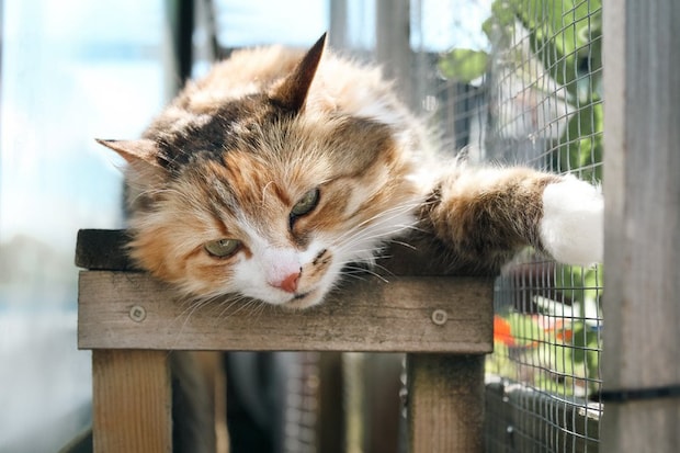 キャティオで日向ぼっこをする猫
