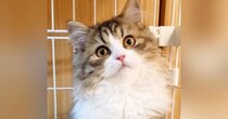 清楚系な雰囲気の可愛らしい子猫→成長すると…想像を超えてくる『衝撃ビフォーアフター』に反響「変わりように笑った」「可愛い系から美人系にｗ」
