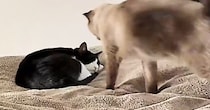 仲良しな2匹の猫ちゃん→寄り添って眠る『尊すぎる瞬間』に癒される人が続出「ニヤニヤが止まらない」「大好きなんだね」と１万いいね