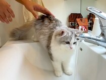 洗面所で体を洗われる子猫→２匹の先輩猫が、心配して見にきたら…予想もしなかった『尊い反応』が話題「ほんと肝が据わってるわ」「超大物」