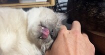 『全力で甘えてきた猫』を撮影していると、突然……まさかの瞬間に「素になるの人間っぽいｗ」「思わず笑っちゃった」と笑顔になる人続出