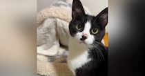 ベッドに入ろうとした猫→『先客』がいた結果…飼い主さんに見せた『可愛すぎるアピール』が21万再生「反則」「完璧に訴えてるｗ」