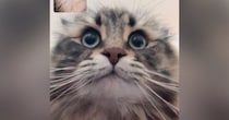 友達の猫のお世話を数日することに→『テレビ電話』で説明を受けていると…まさかの瞬間に２万いいね「参加したいｗ」「結構大事そう」と話題