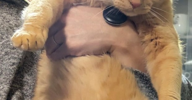 キッチンで悪さをして『パパに捕まった猫』→表情を見ると……つい笑ってしまう瞬間に４万いいね「ええ顔してるｗ」「ニヤニヤが止まらない」