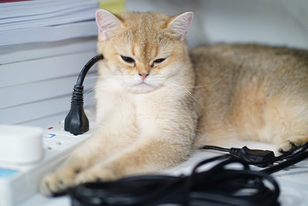 コードに囲まれる猫