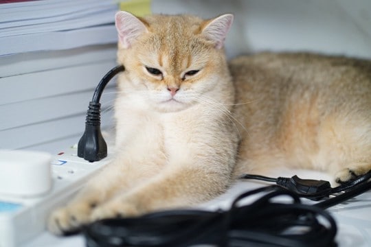 猫が『電気コード』を噛もうとする理由4つ　起こりうる事故の危険性や予防策も解説