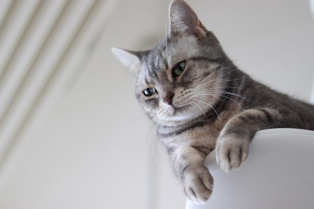 アメリカンショートヘア