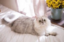 猫に見られやすい『遺伝病』3つ　主な症状から発症しやすい猫種まで解説