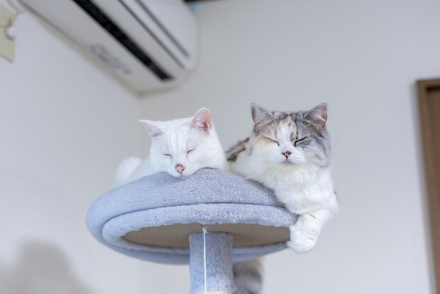 キャットタワーでくつろぐ2匹の猫