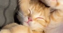 ふと見ると毛布の上で『熟睡していた子猫』…驚きの『体勢』に笑顔になる人続出「難しい形ｗ」「なんて体の柔らかさ」と16万再生