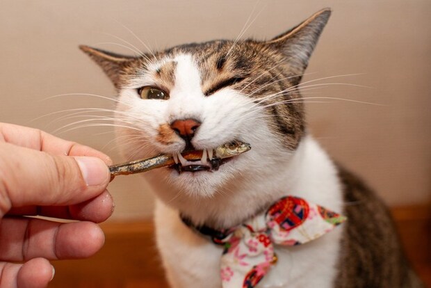 煮干しをかじる猫
