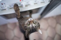 猫にまつわる『実際に起きた事件』3選　嘘みたいなトラブル…他人事ではないかも？