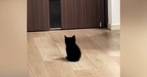 家族の帰宅を待つ『赤ちゃん猫』→ドアが開くと……とんでもなく尊い『お出迎えの光景』が268万再生「2頭身がたまらん」「キュンときた」