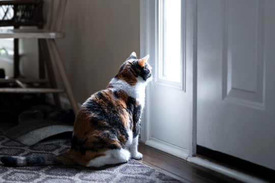 『脱走しようとする猫』に見られがちな特徴4選　逃げたがる理由から対策すべきことまで