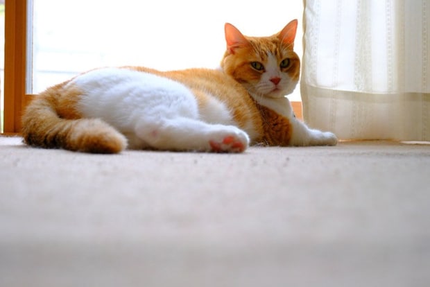 室内にいる猫