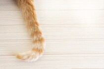 猫のしっぽがベタつく『スタッドテイル』とは？　放置してはいけない理由や予防法も解説