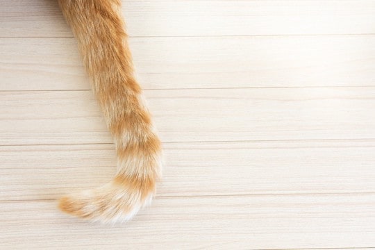 猫のしっぽがベタつく『スタッドテイル』とは? 放置してはいけない理由や予防法も解説