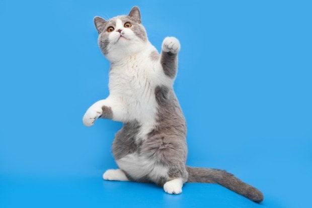 後ろ足で立つ猫