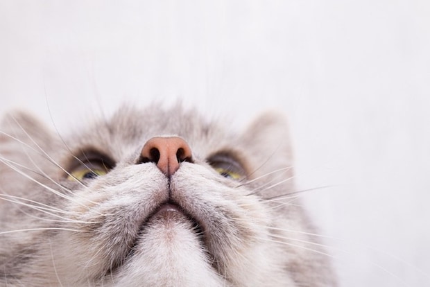猫の鼻アップ