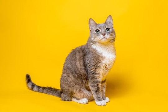 猫にとっては必要ない？人間が持っていて猫にはない『体の部位』4つ