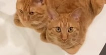洗い物をしていると、2匹の『茶トラ猫』がやって来て…たまらなく可愛い光景に「やる気出るねｗ」「永遠に洗い物しちゃう」と21万再生