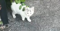 迎えてあげたいけど…声が枯れるまで『鳴き続けた子猫』との出会い→悩んだ末に下した『決断』が……「涙が出た」「本当にありがとう」と45万再生