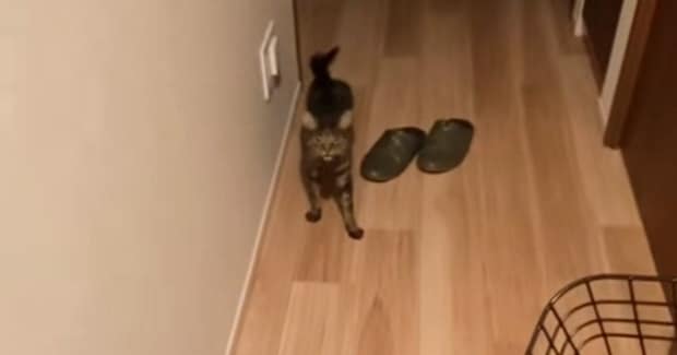 帰宅すると、お出迎えしてくれた『猫』→名前を呼んだら……驚くべき『鳴き声』が69万再生「何万回でも聞けるｗ」「想像以上でむせたｗ」