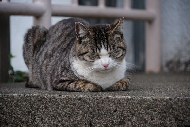 キジトラ柄のハチワレ猫