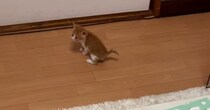 ミーミーと鳴いていた子猫→『飼い主さんを見つけた』次の瞬間……「涙が出るほど可愛い」たまらない光景が51万再生「逃げ切れる自信ないｗ」