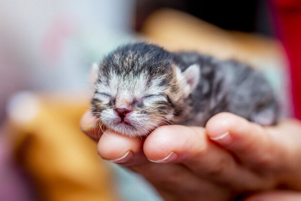 手の乗る赤ちゃん猫