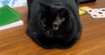 かまってほしそうに『こたつの上に座る黒猫』→しばらく構わずにいたら…悶絶必至の可愛すぎる瞬間が200万表示「拗ねたｗ」「ツチノコ化」