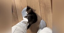 会社に行こうとしたら、『子猫』が……『まさかの行動』が可愛すぎると57万再生「猫に襲われてるので休みます」「一緒に行くかｗ」
