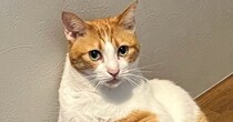 玄関のベンチでくつろいでいた猫…まるで人間のような『衝撃のポーズ』に爆笑の声「おじさん発見ｗ」「家の主にゃんこｗ」と11万表示
