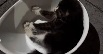 『かなり厳しい状態』家の前で倒れていた『子猫』を保護した結果……「涙なしでは見られない」「大きな愛を感じた」半年間の軌跡に感動の声