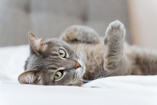 猫の『生活の質を高める』方法4選　快適に過ごしてもらうためにできる工夫とは