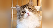 清楚系な雰囲気の可愛らしい子猫→成長すると…想像を超えてくる『衝撃ビフォーアフター』に反響「変わりように笑った」「可愛い系から美人系にｗ」