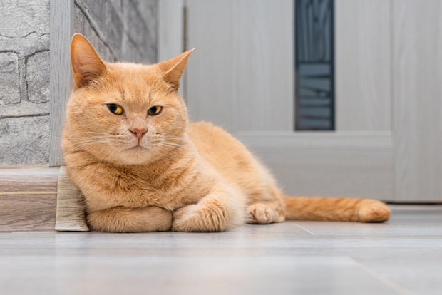 不満顔の香箱座りの猫