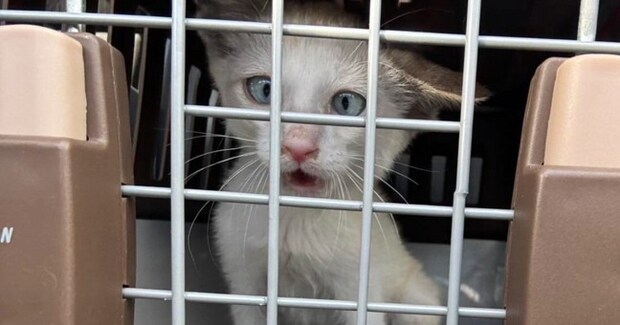 ガリガリに痩せて『弱っていた子猫』が保護された結果…劇的なビフォーアフターに感動の声「立派に育ったね」「愛情が詰まってる」と2万いいね