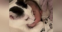 赤ちゃんを守るかのように『ぎゅっと抱きしめる猫』…涙が出るほど尊い『子守りの光景』が309万再生「可愛くて泣ける」「ずっと見ちゃう」