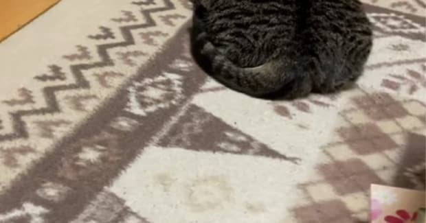ホットカーペットの上でくつろぐ猫を見ると……猫とは思えない『衝撃のフォルム』が54万再生「もはや同化してて草」「溶けてるw」と爆笑の声