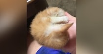 丸まって眠る『手のひらサイズの子猫』→移動させると……予想外の『可愛すぎる行動』に「あかん」「変な声出た」と悶絶する人が続出