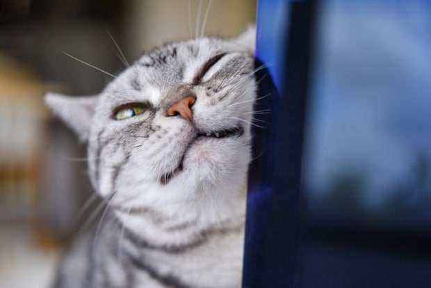 マーキングする猫