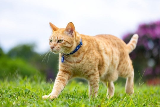 みんなを笑顔にする「放浪猫」→カフェや映画館に出入りし、街で出会った飼い主さんも無視する「マイペースぶり」で大人気 英国