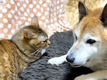 いつも近くにいる犬と猫→姿が見えなくなると…涙が出るほど愛おしい『２匹の光景』に「なんか親子に見える」「安心できる優しい関係」と反響