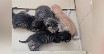 旦那が保護してきた『4匹の赤ちゃん猫』→3か月後……目頭が熱くなる光景に「助けてくれてありがとう」「良かった」と感動の声続出
