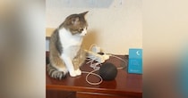 スマートスピーカーに『猫のモノマネして』と指示した結果→隣にいた猫が…まさかの光景が68万再生「触り方が面白いｗ」「可愛すぎるｗｗ」