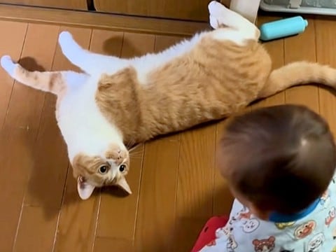 予測不能な行動をする赤ちゃん→2匹のネコが困惑して…『心の声がダダ漏れな様子』が58万再生「何とも言えない顔が良いわw」「猫って最高」